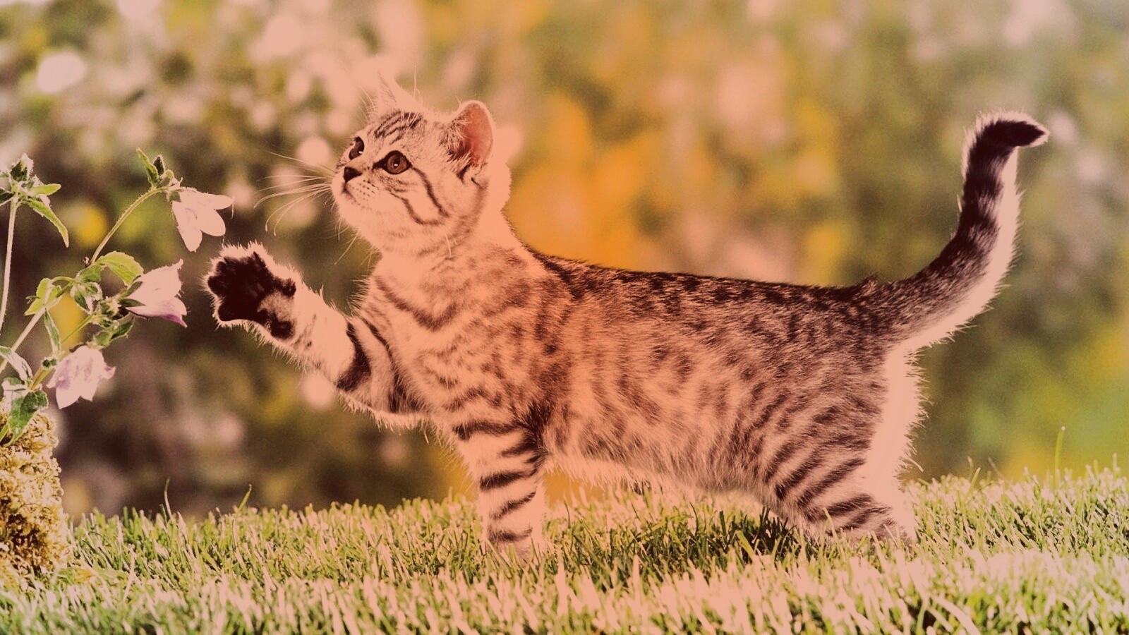 Котенок играет с цветами обои