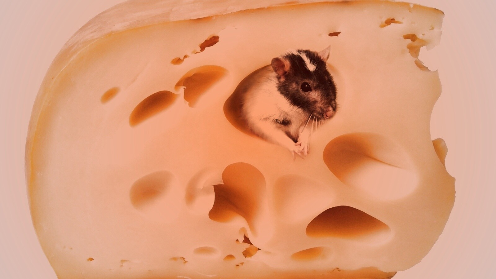 Мышка в сыре обои