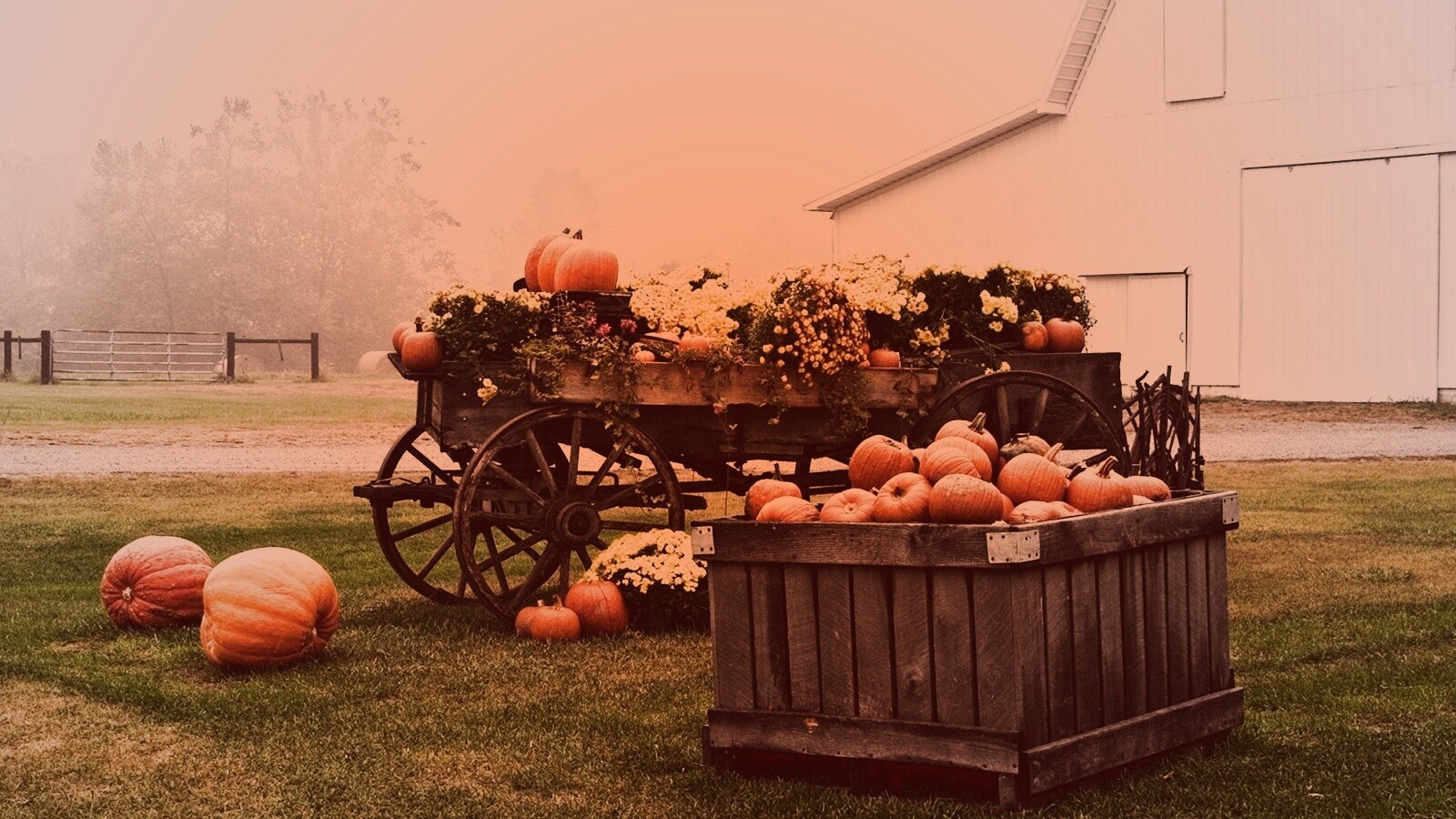 Урожай тыков обои