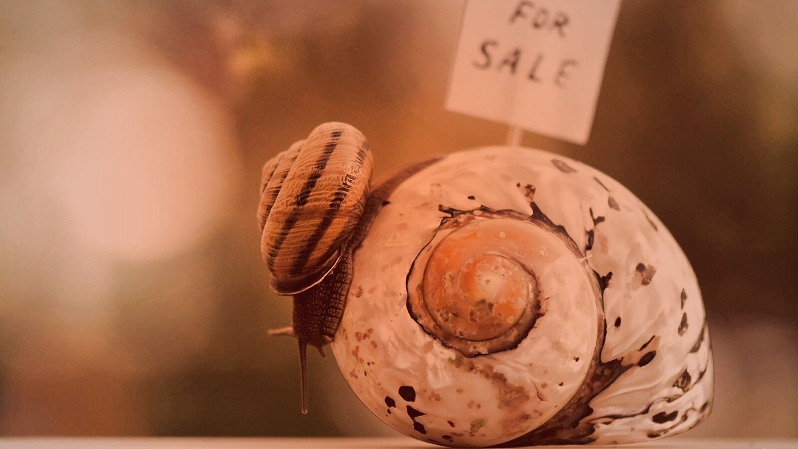 Улитка приматрвиает новый дом обои