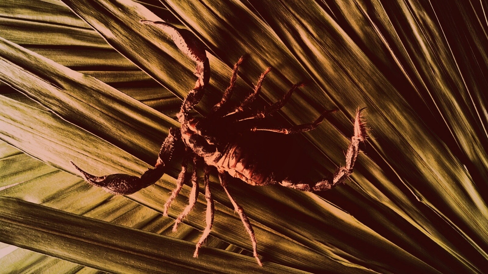 Скорпион на траве обои