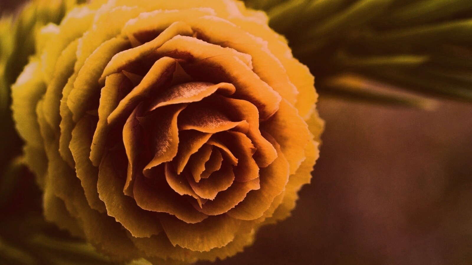 Молодая шишка обои