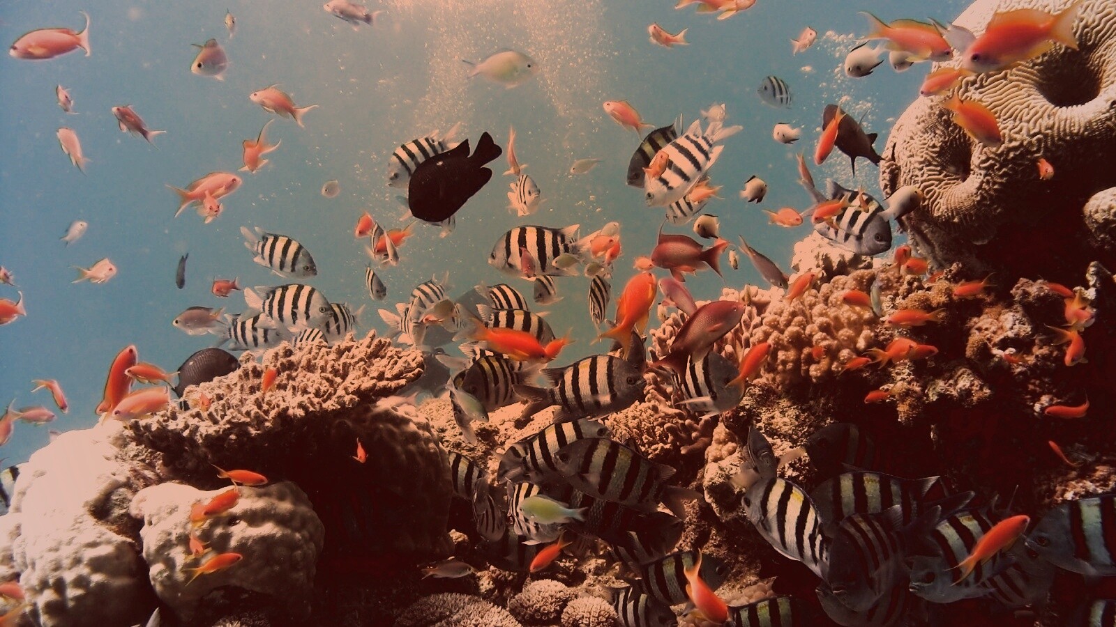 Жизнь в корраловом рифе обои