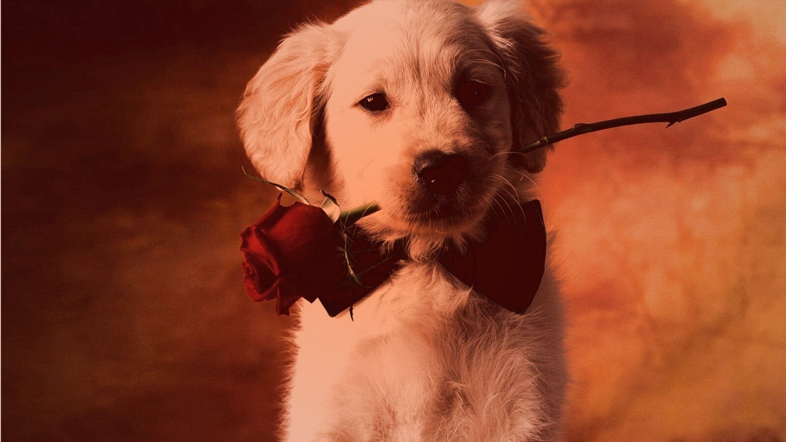 Щенок с розой в зубах обои