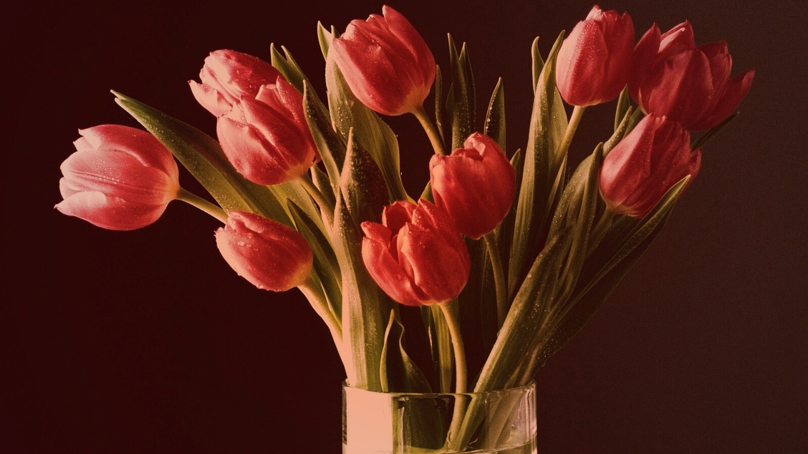 Букет тюльпанов обои