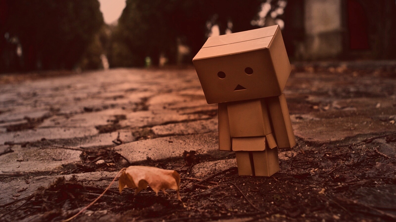 Danbo и первый осенний лист обои