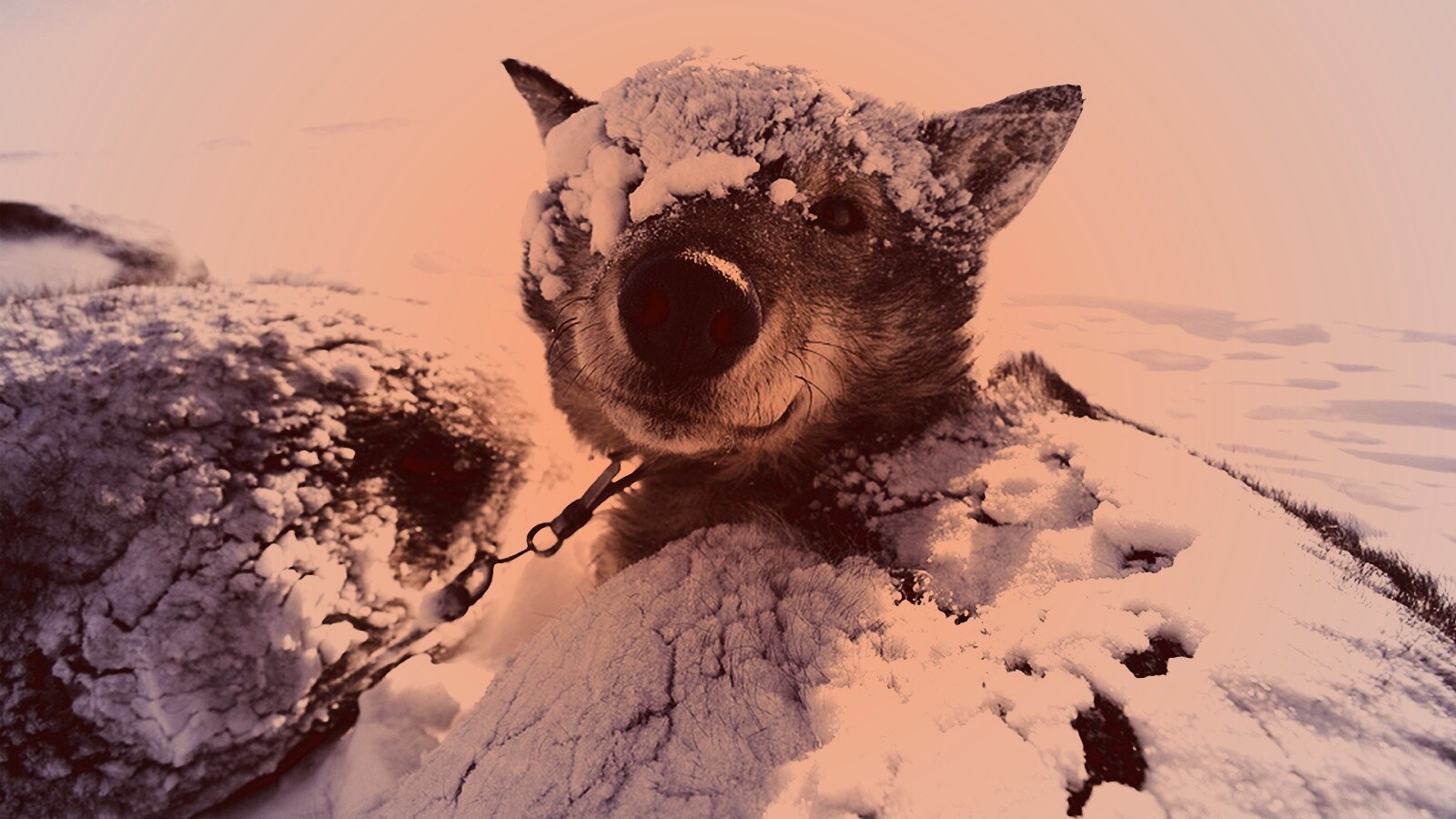 Собачка под снегом обои