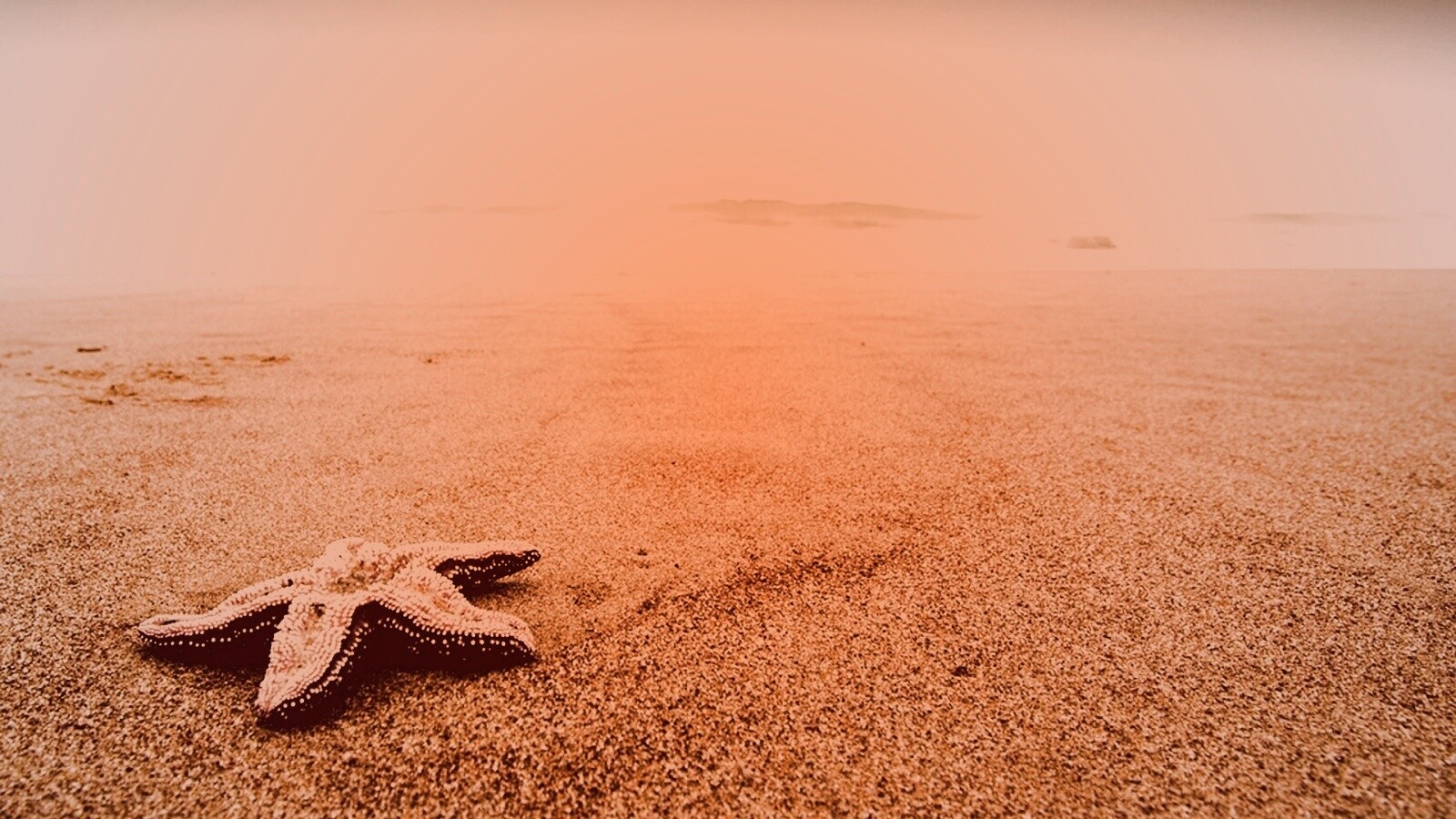 Морская звезда на бесконечном пляже обои