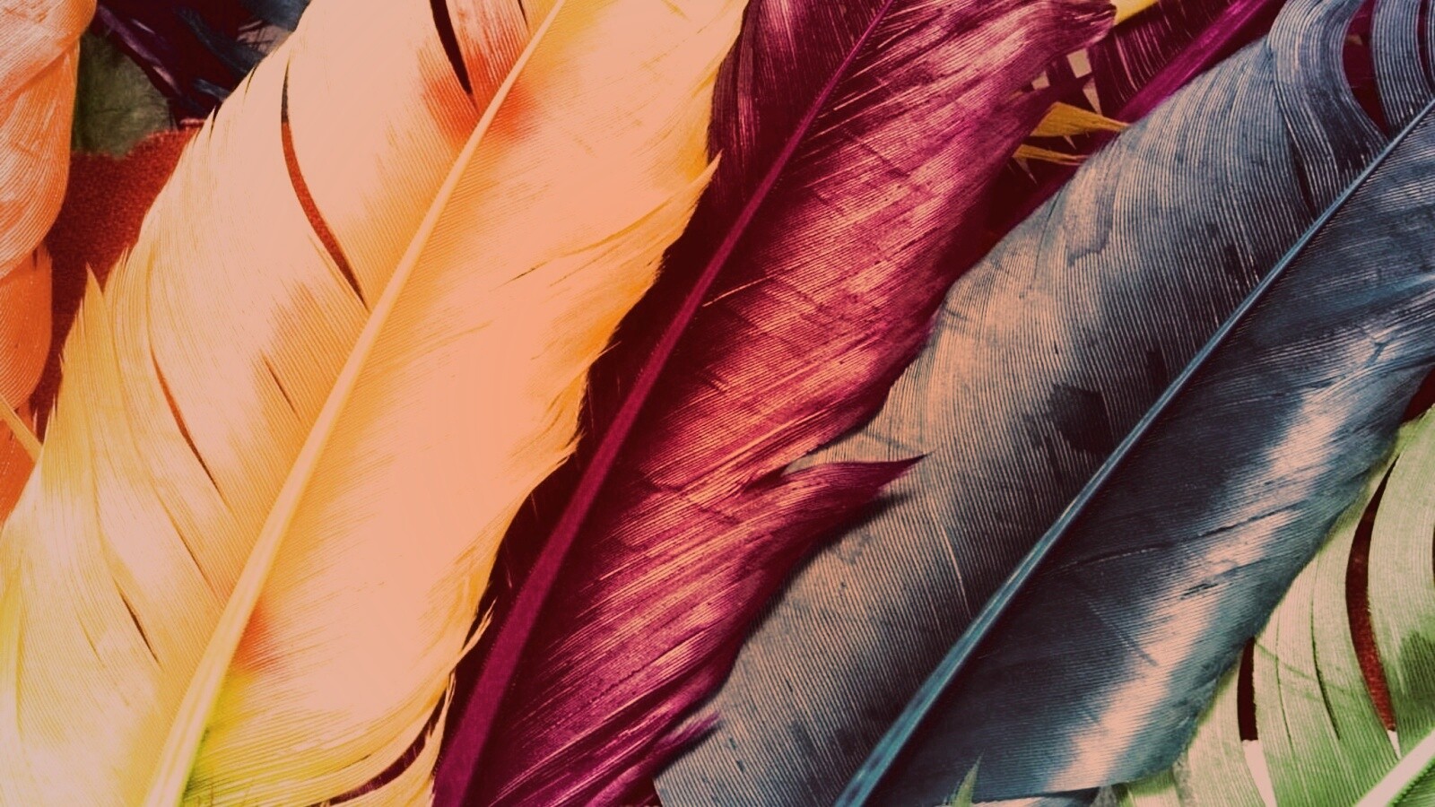 Разноцветные перья обои