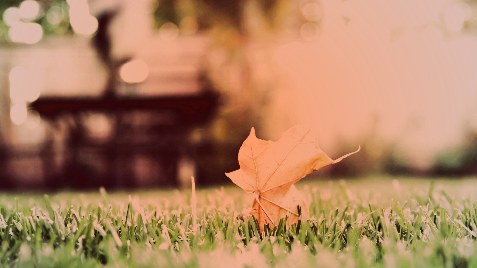 Зеленый лист на траве обои