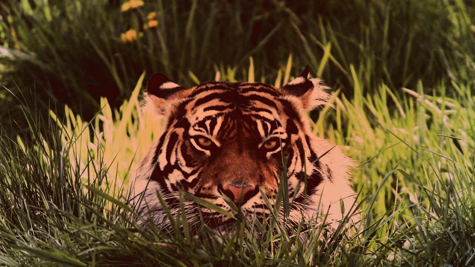 Морда тигра в траве обои