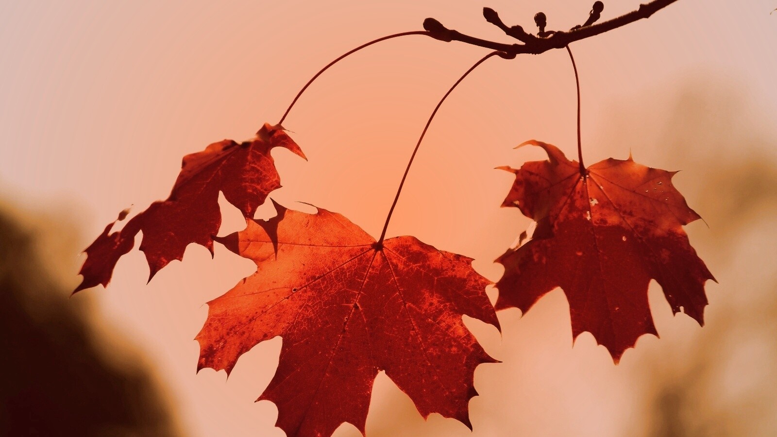 Покрасневшие листья клена обои