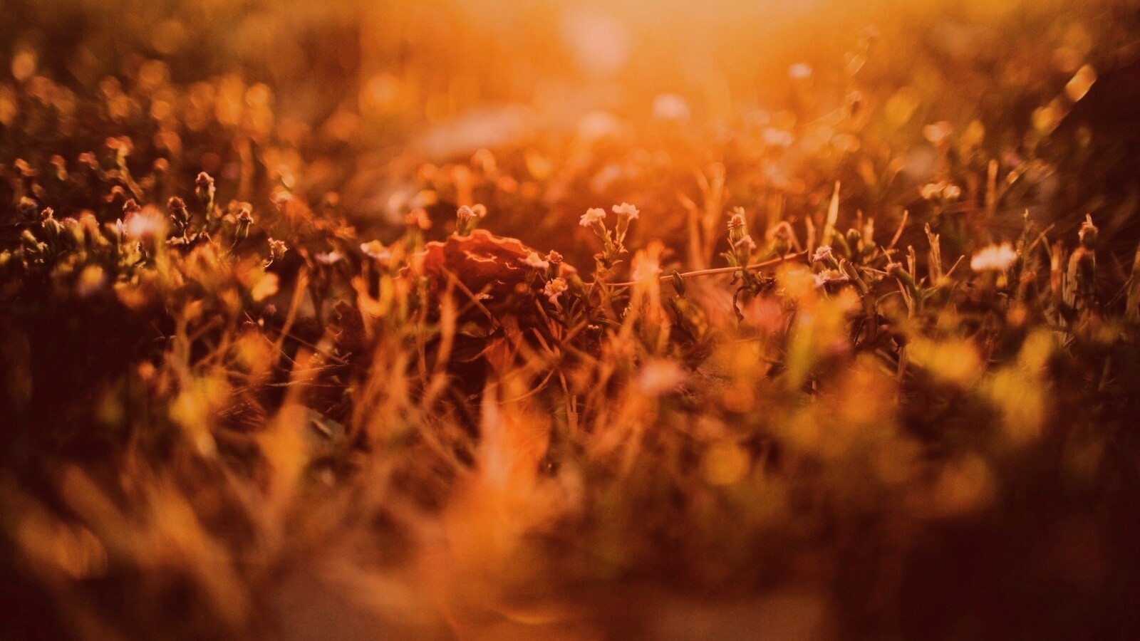 Полевые цветы в закатном солнце обои