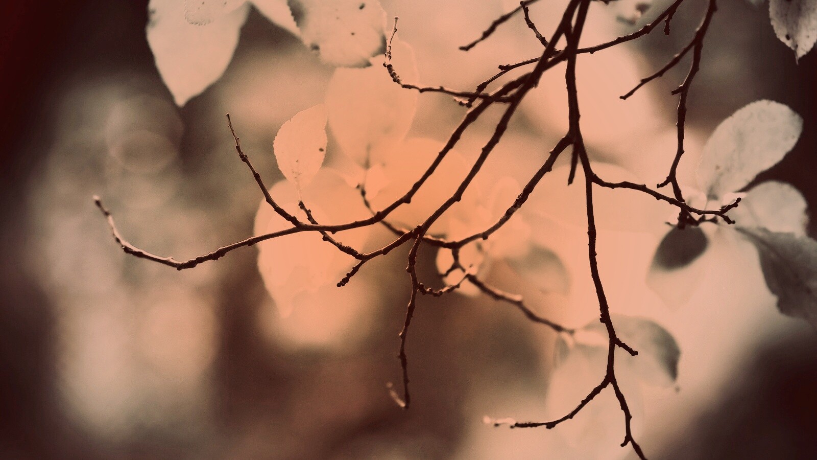 Осенние ветки без листьев обои