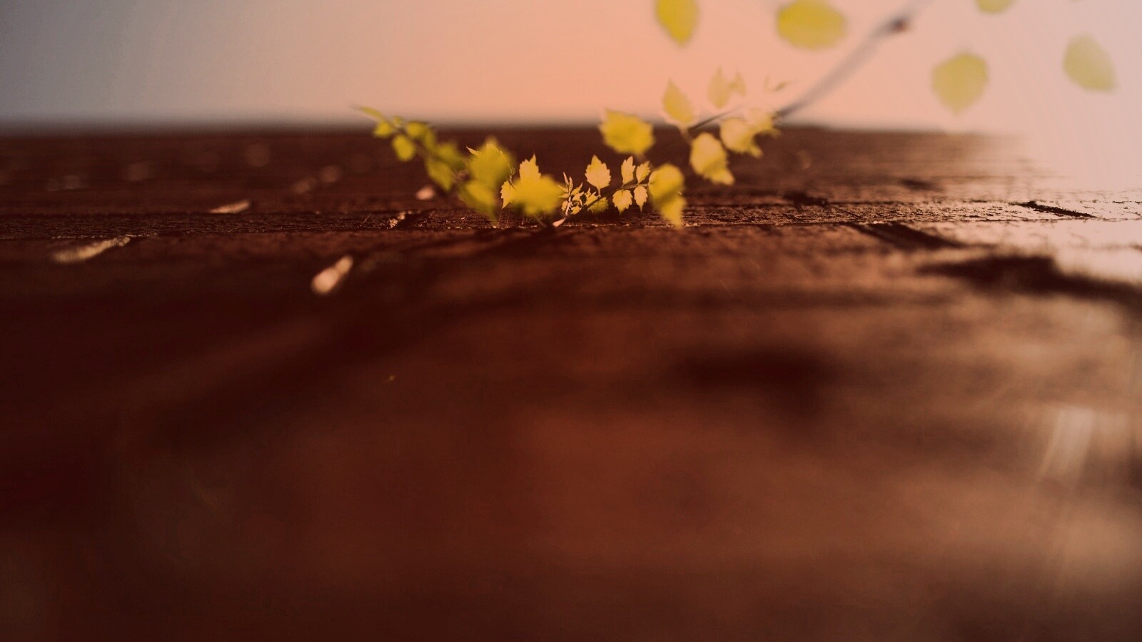 Зеленые ростки в стене обои