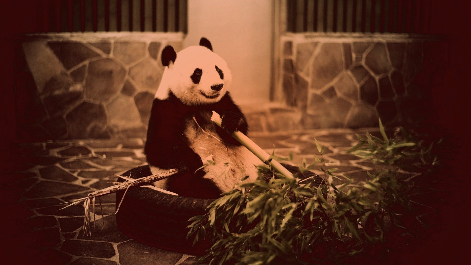 Панда точит бамбук обои