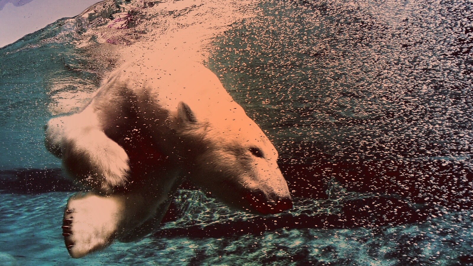 Нырнувший белый медведь обои