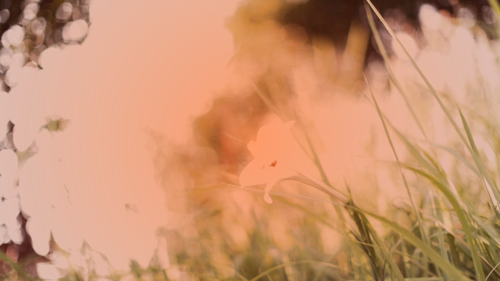 Цветок затерявшийся в траве обои