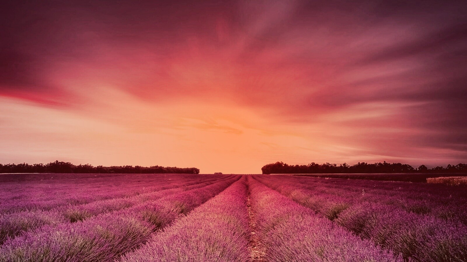 Поле фиолетовых цветов на закате обои