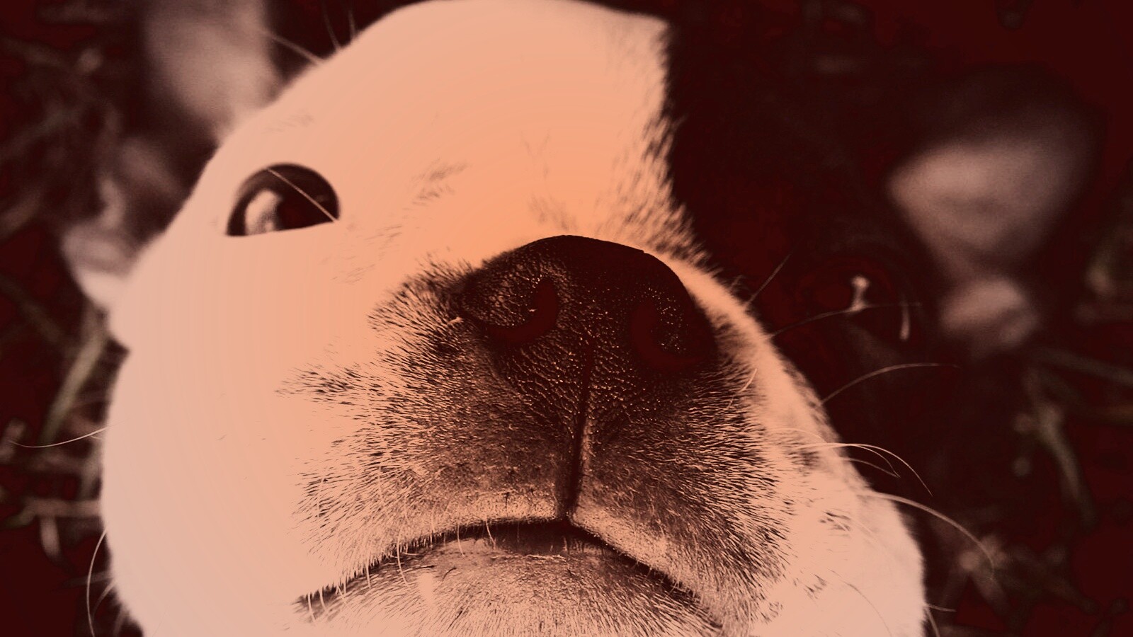 Бостонский терьер обои