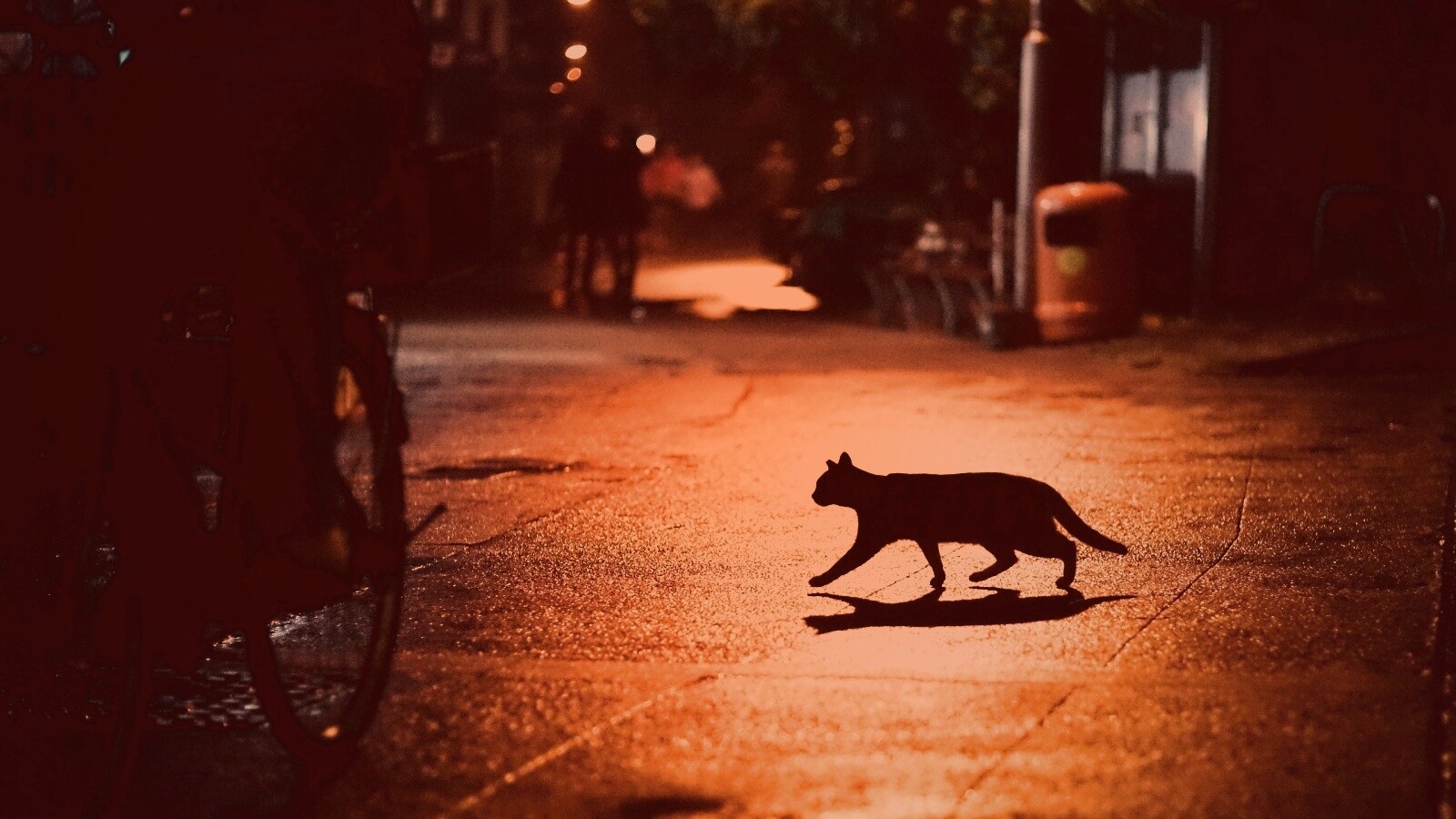 Кошка на ночной улице обои