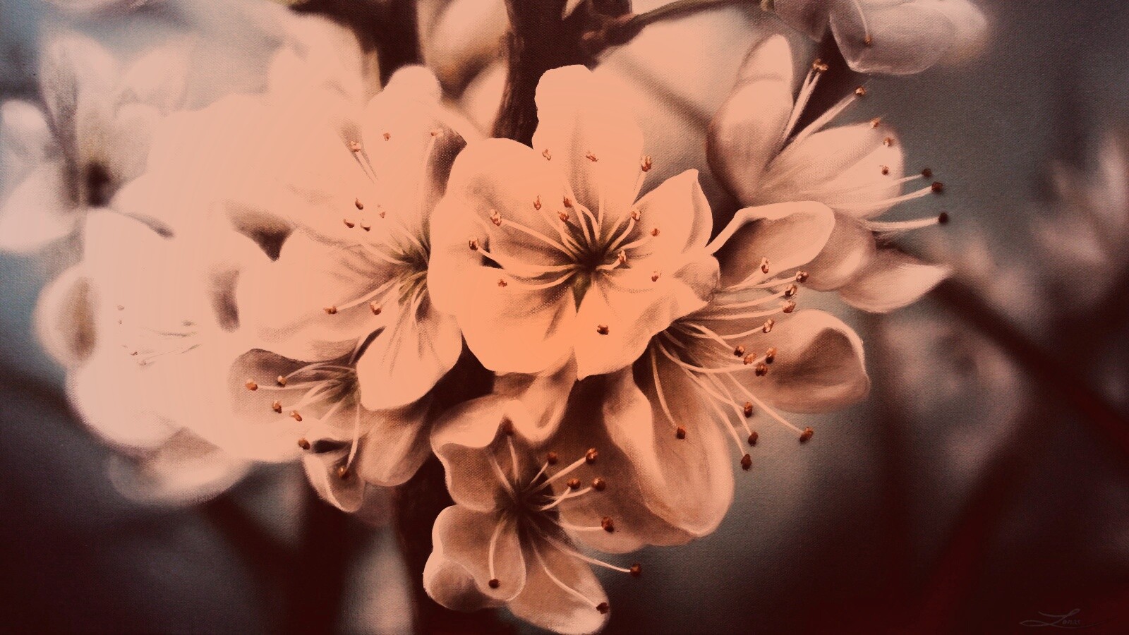 Яблоня в цвету картина обои