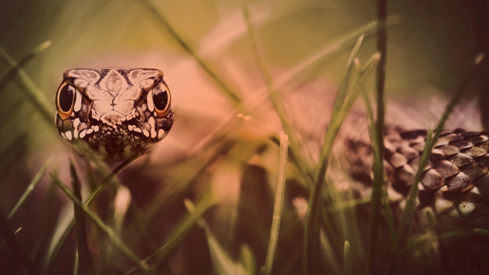 Змея в траве обои