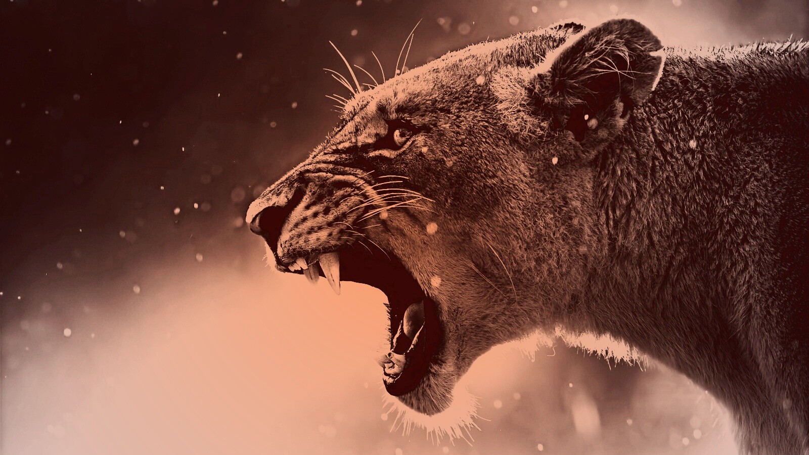 Грозный львиный рык обои