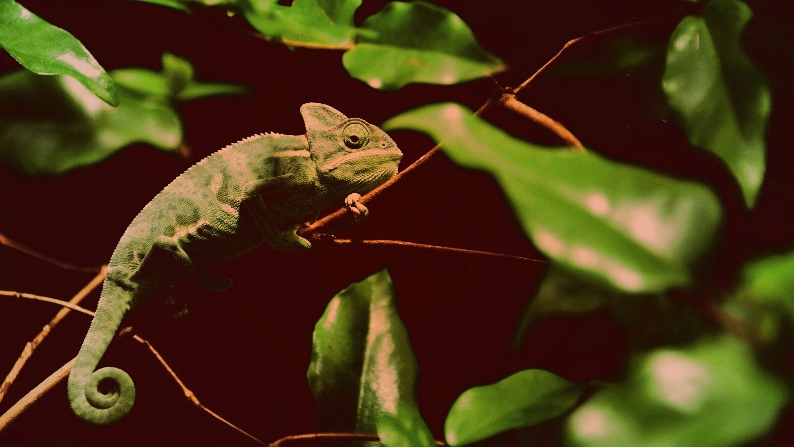Хамелеон в листве обои