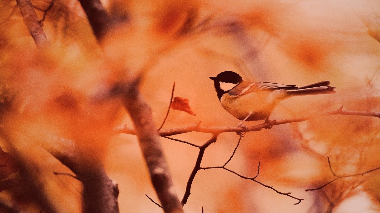 Синичка в желтой листве обои