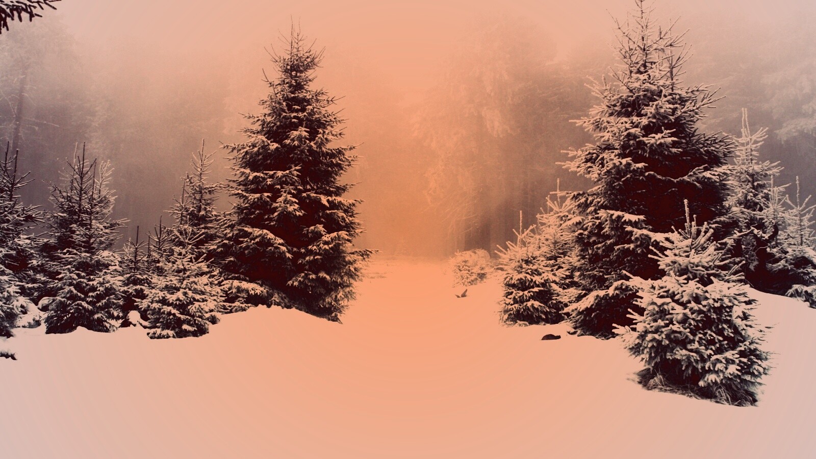 Ёлки в сугробах обои