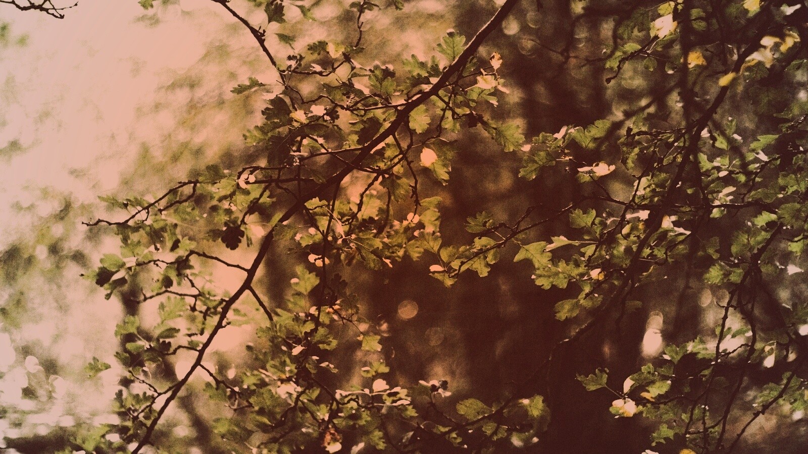 Дубовая зеленая листва обои