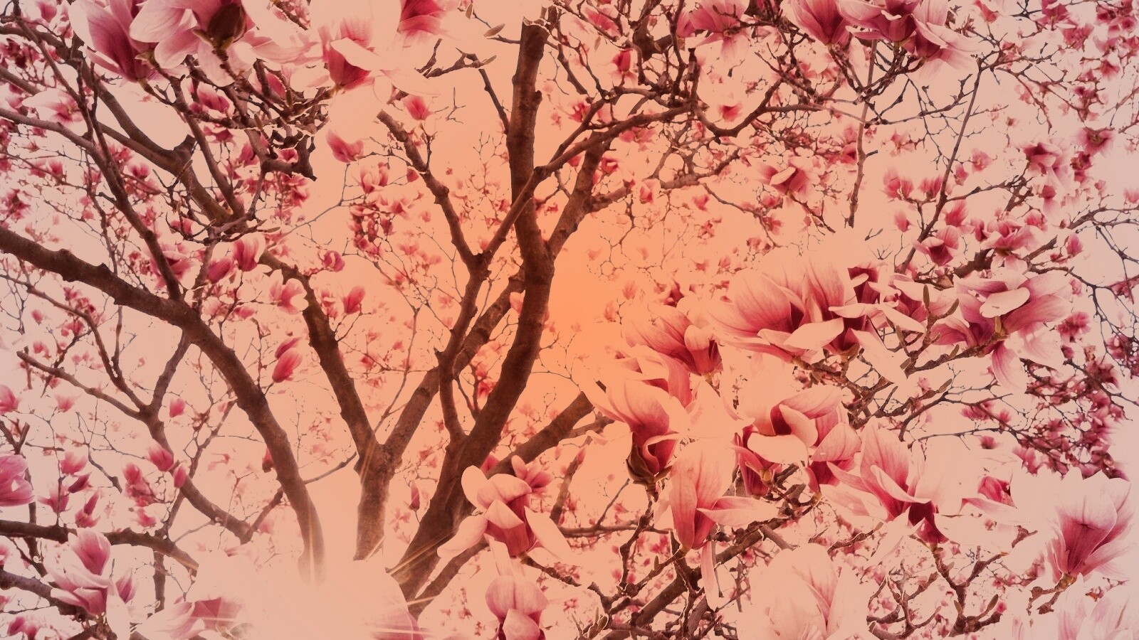 Магнолия обои