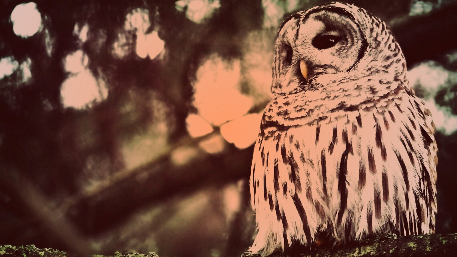 Сова на ветке обои