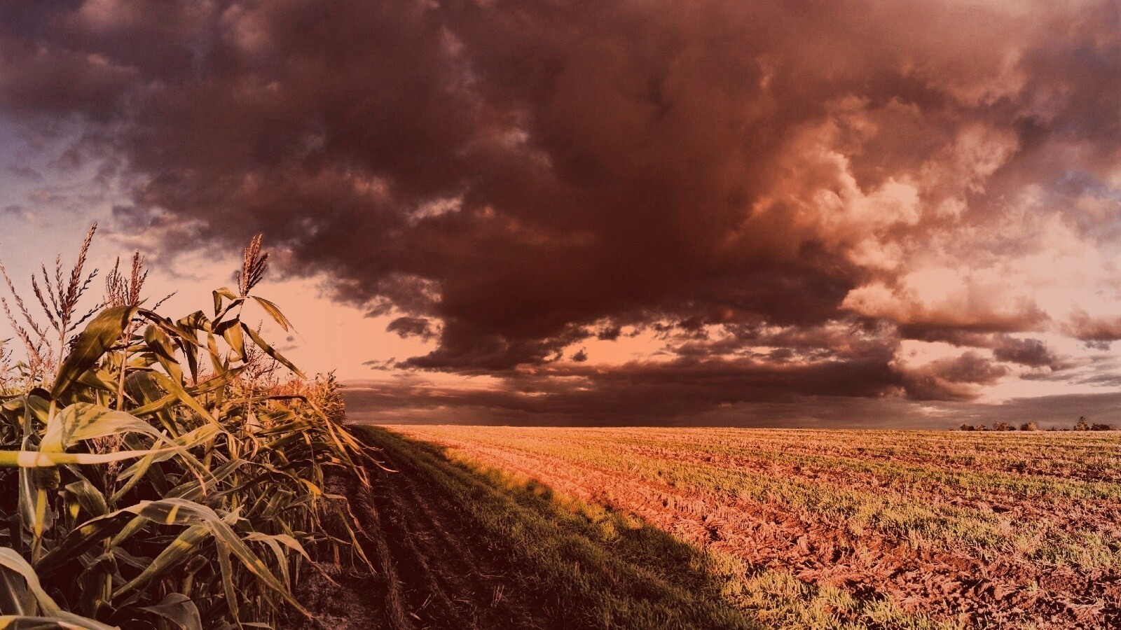 Кукурузное поле обои