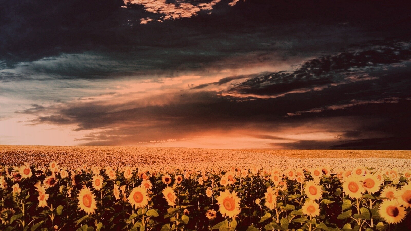 Целое поле подсолнухов обои