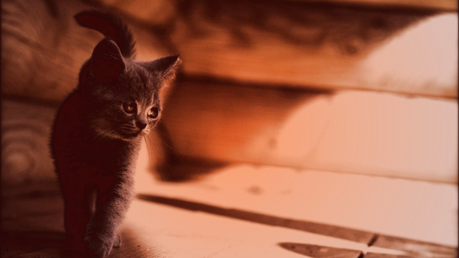 Маленький дымчатый котенок обои