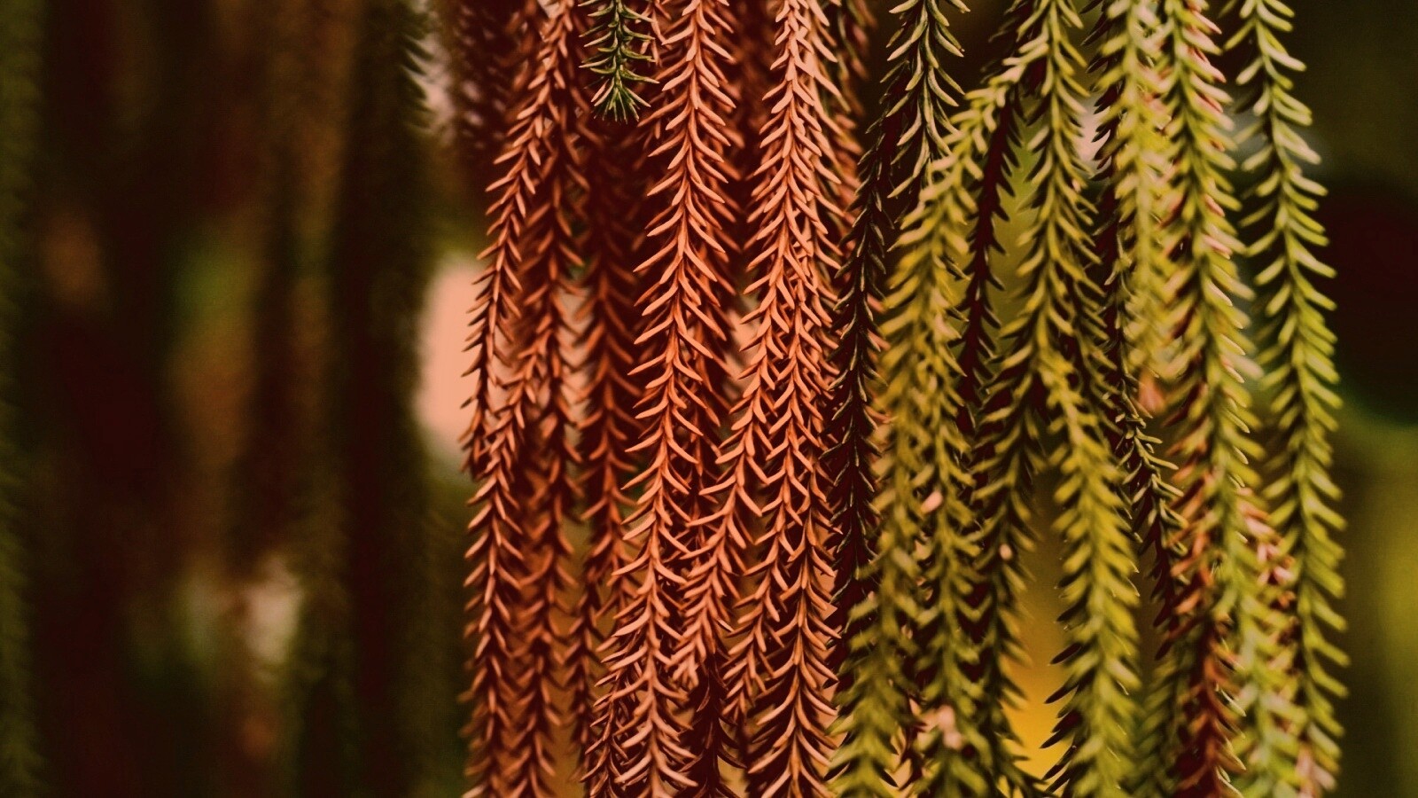 Зеленые колючки обои