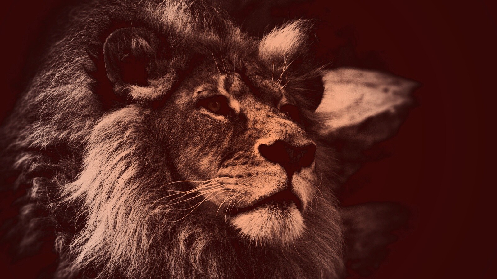 Гордый черно-белый лев обои