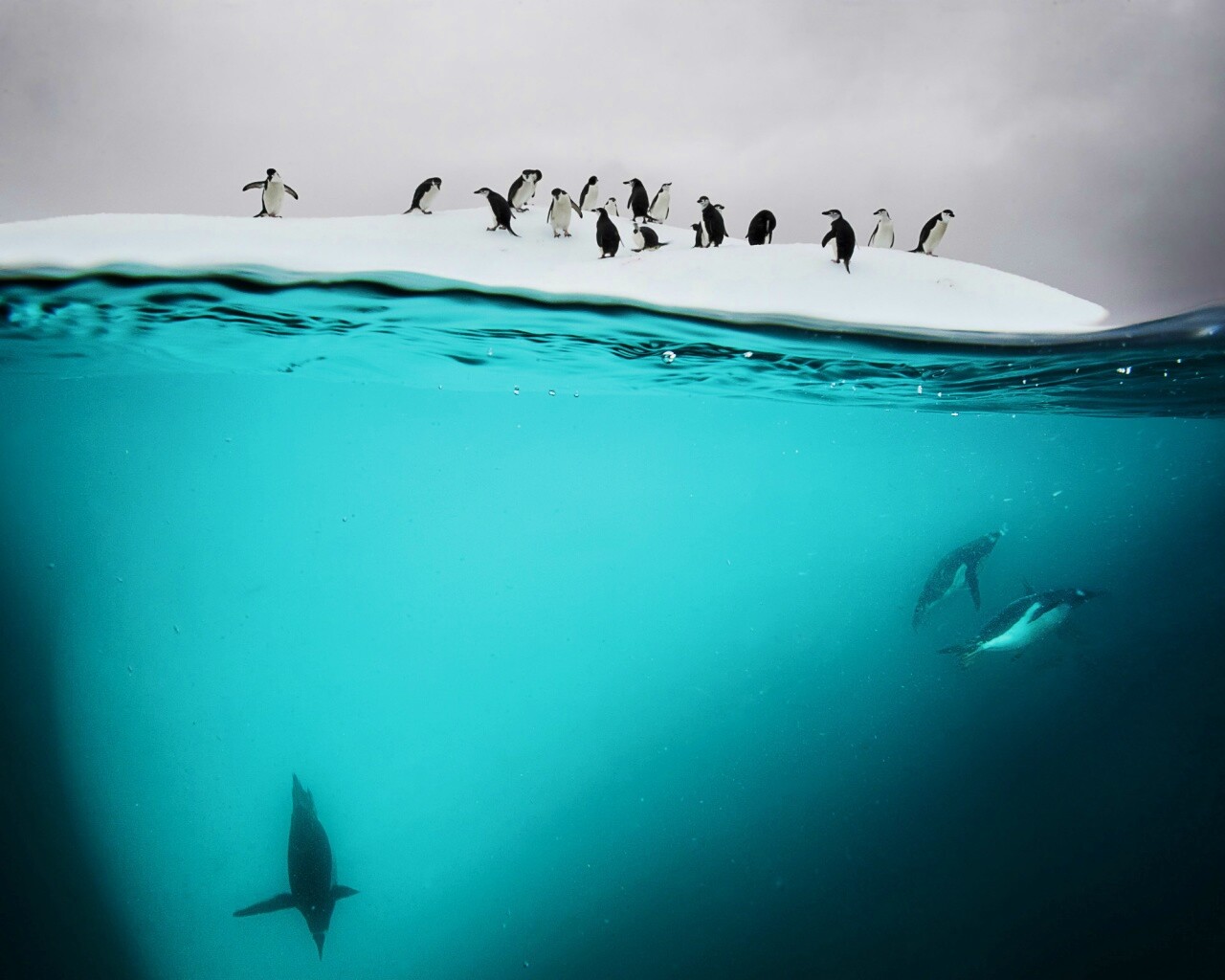Пингвины обои