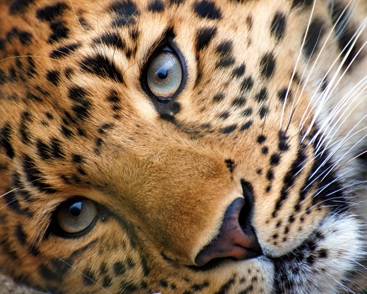 Леопард обои