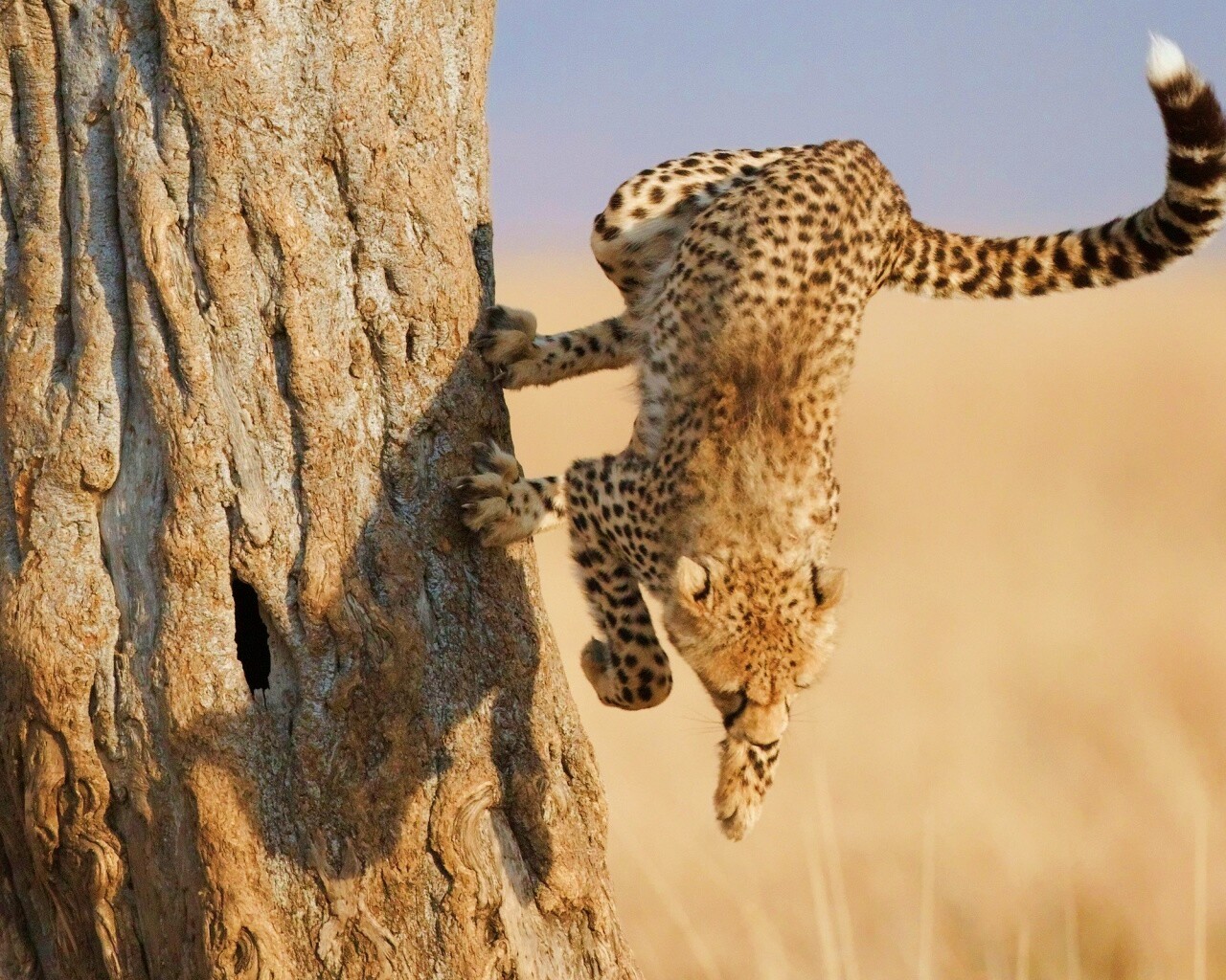 Скалолаз обои