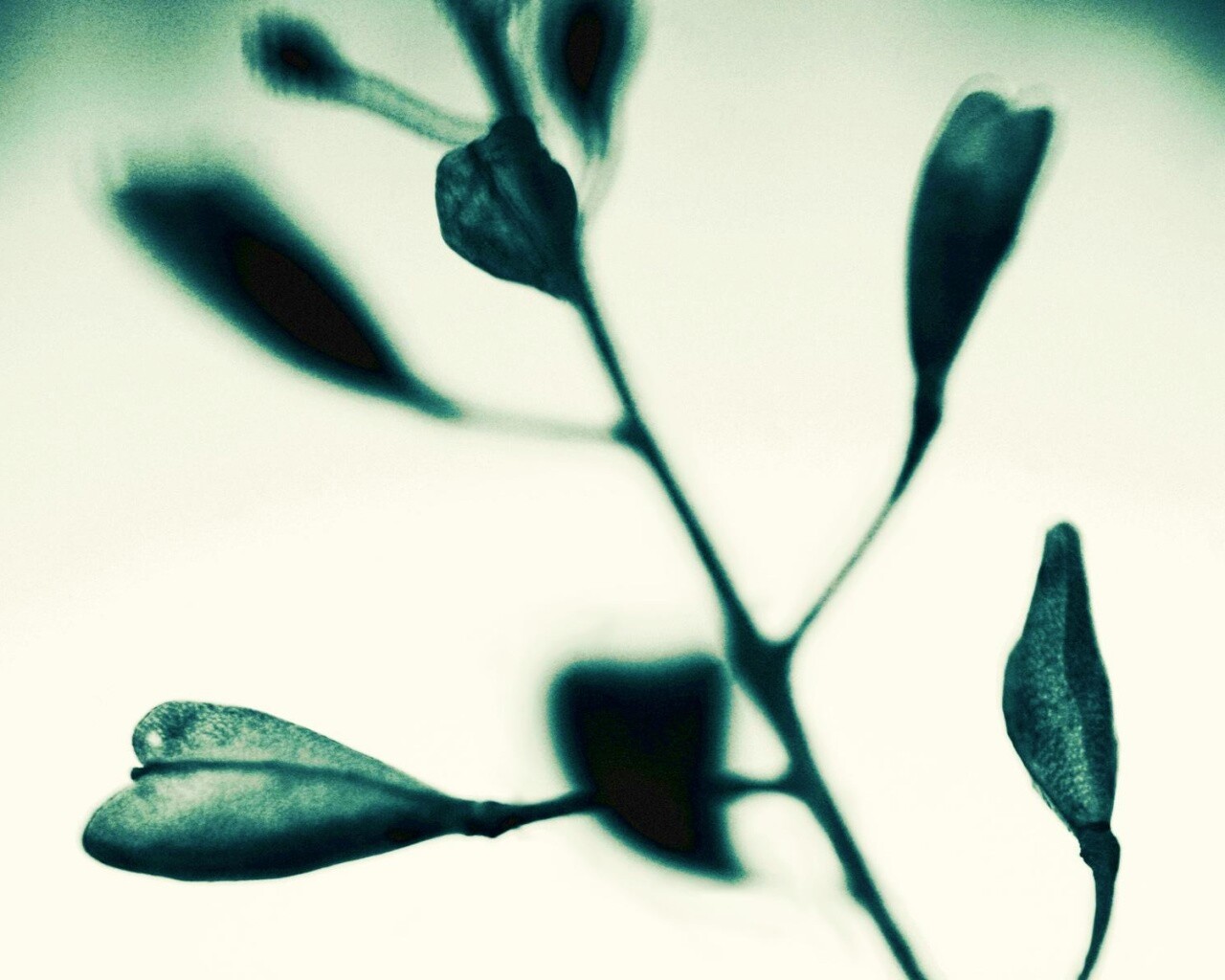 Усыхающие листья обои