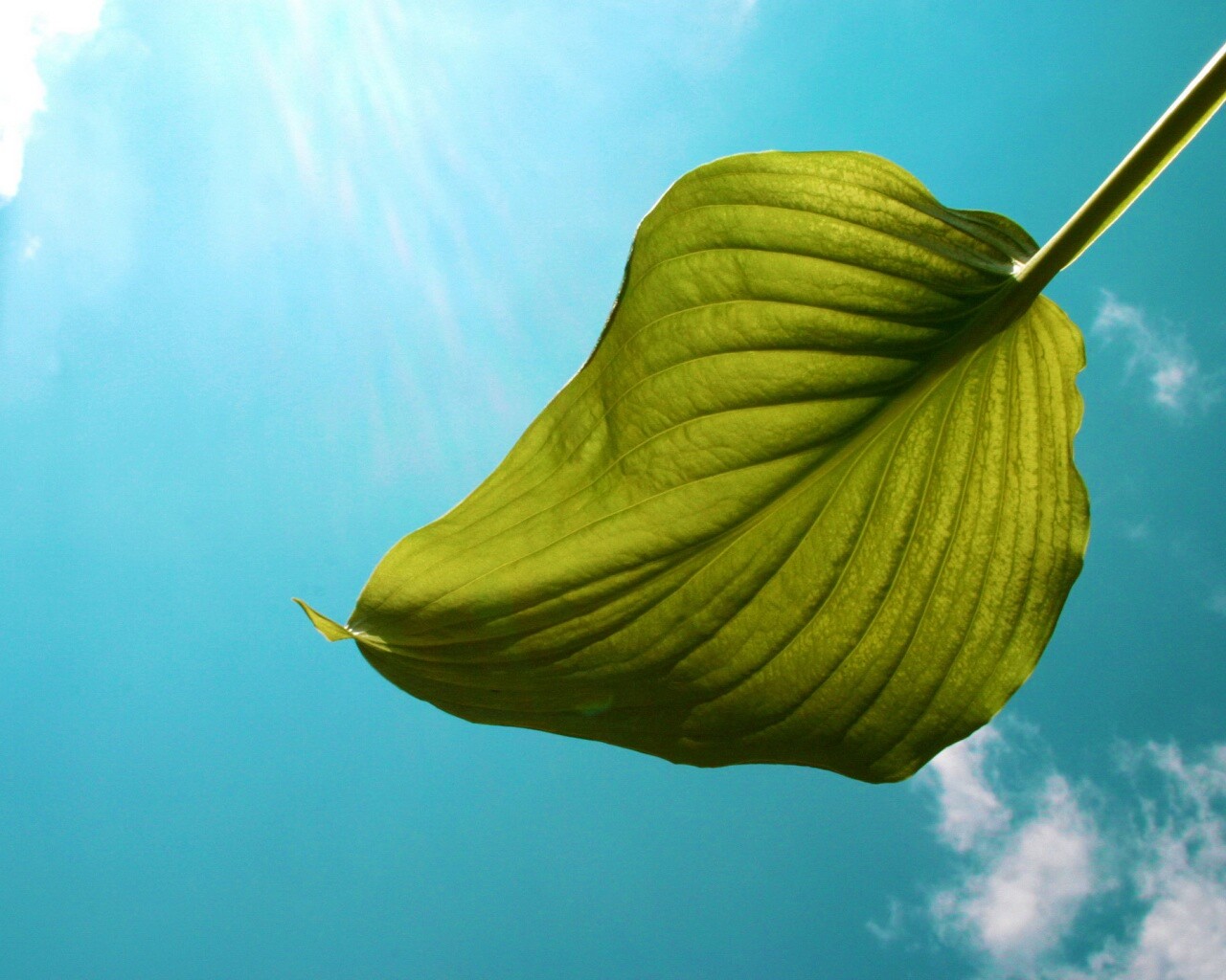 Листик тянется к солнцу обои