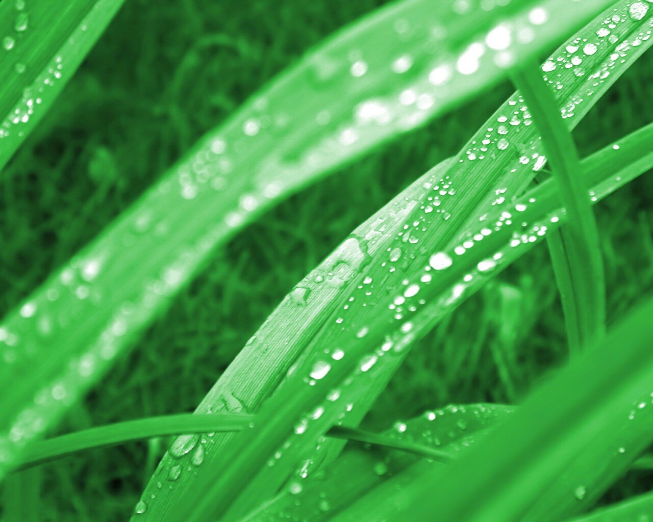 Роса на траве обои