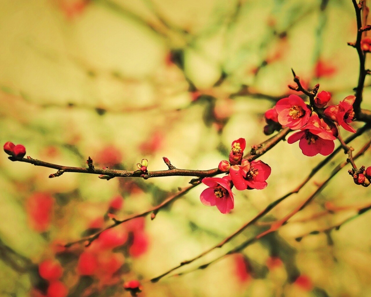 Весеннее цветение обои