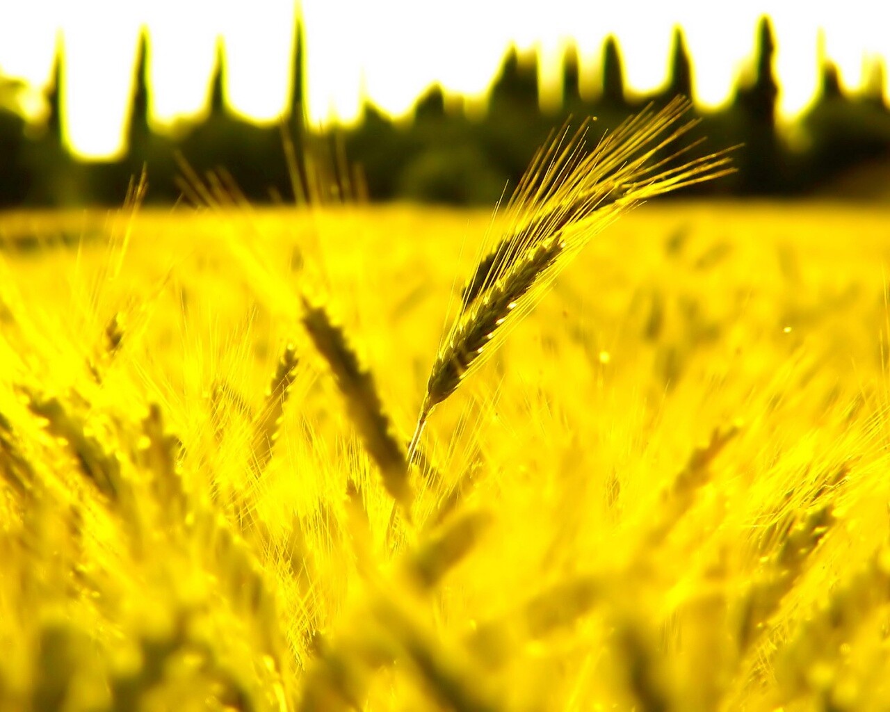 Пшеничное поле обои