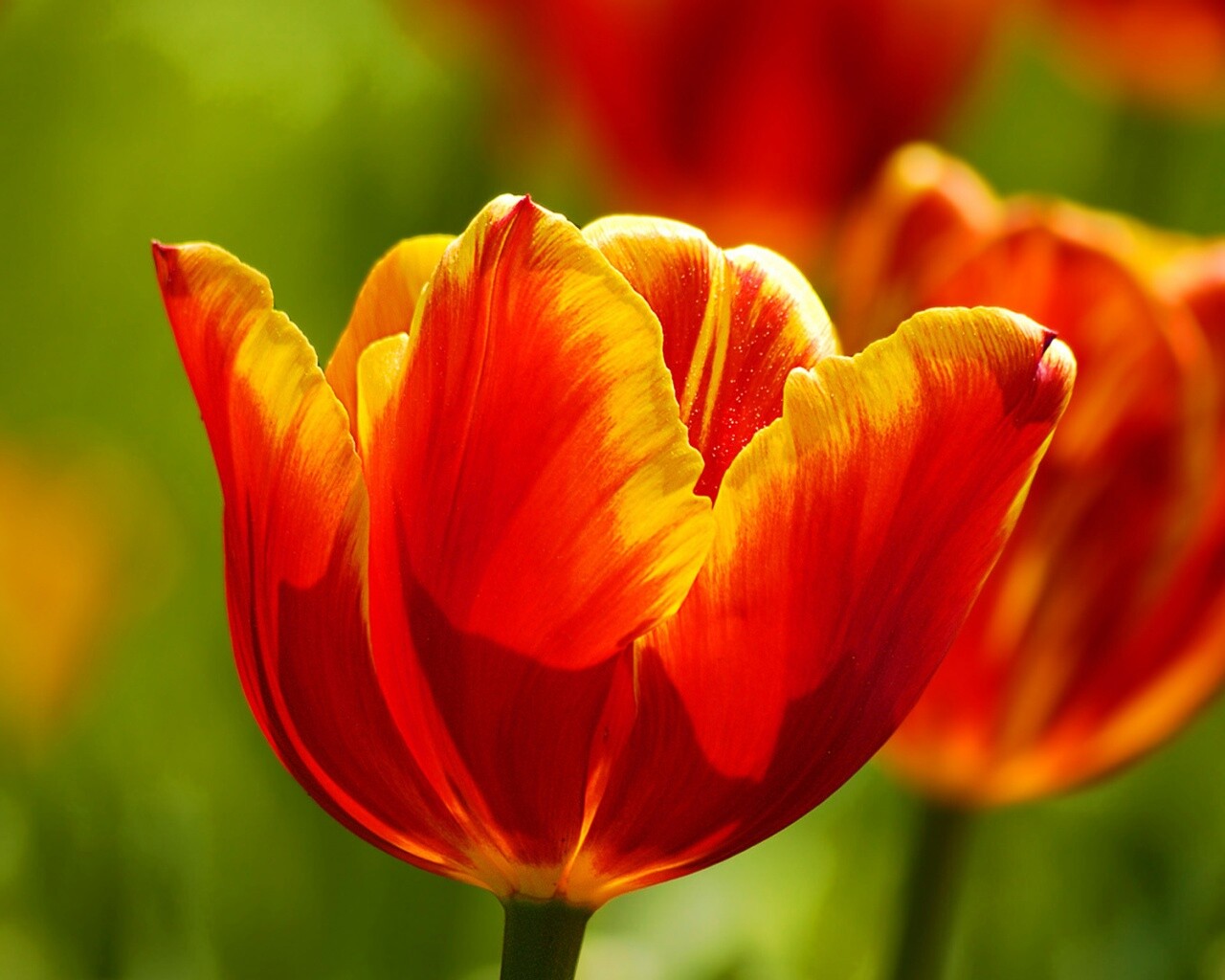 Красно-желтый тюльпан обои