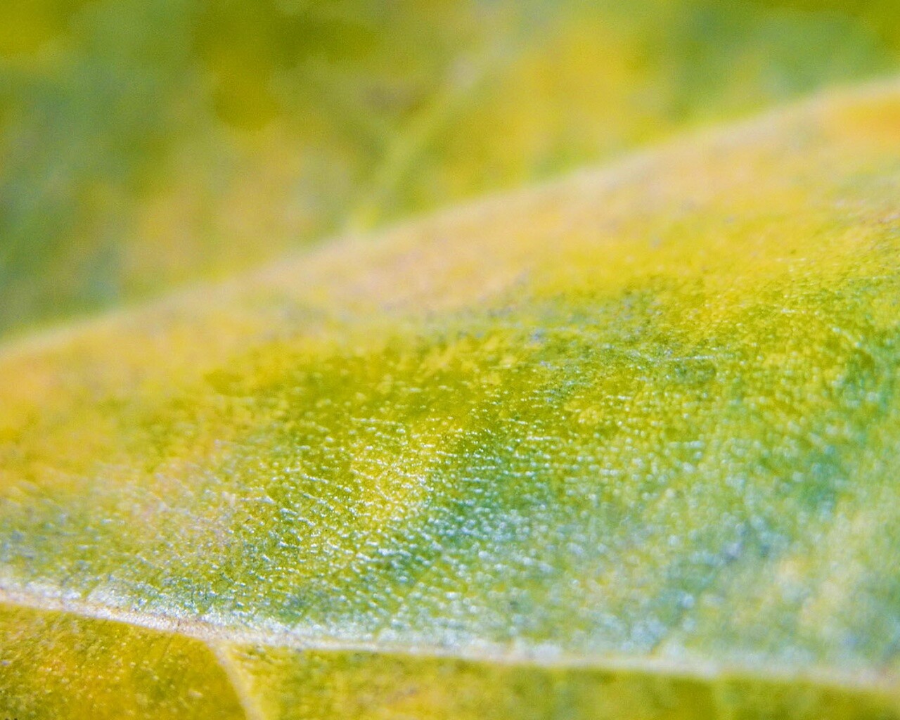 Повехность листа обои