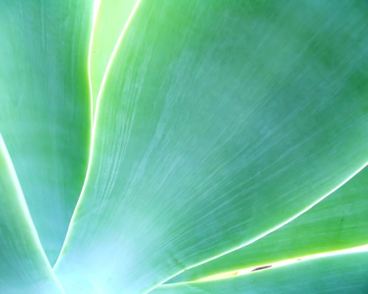 Макро фото травинки обои